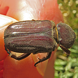Coenochilus species